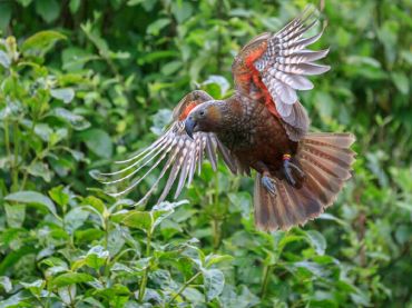 Zealandia